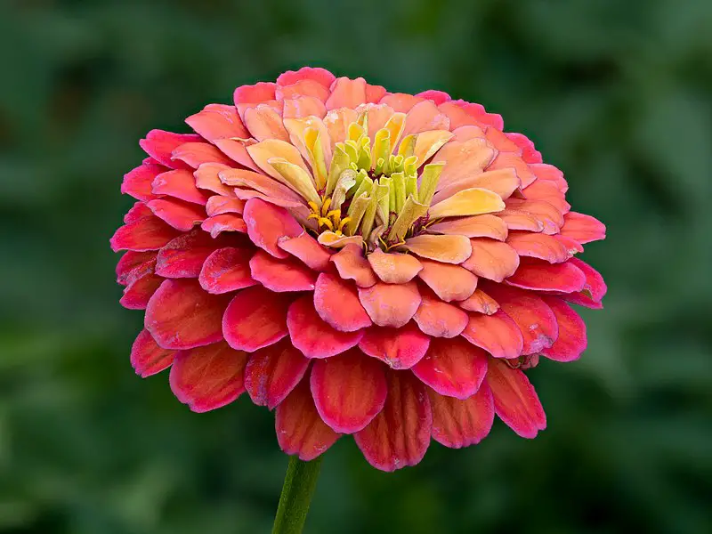 Zinnia Zinnia A To Z Flowers