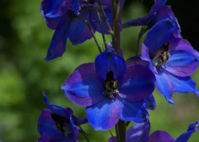 Red Larkspur Flower Meaning | Best Flower Site