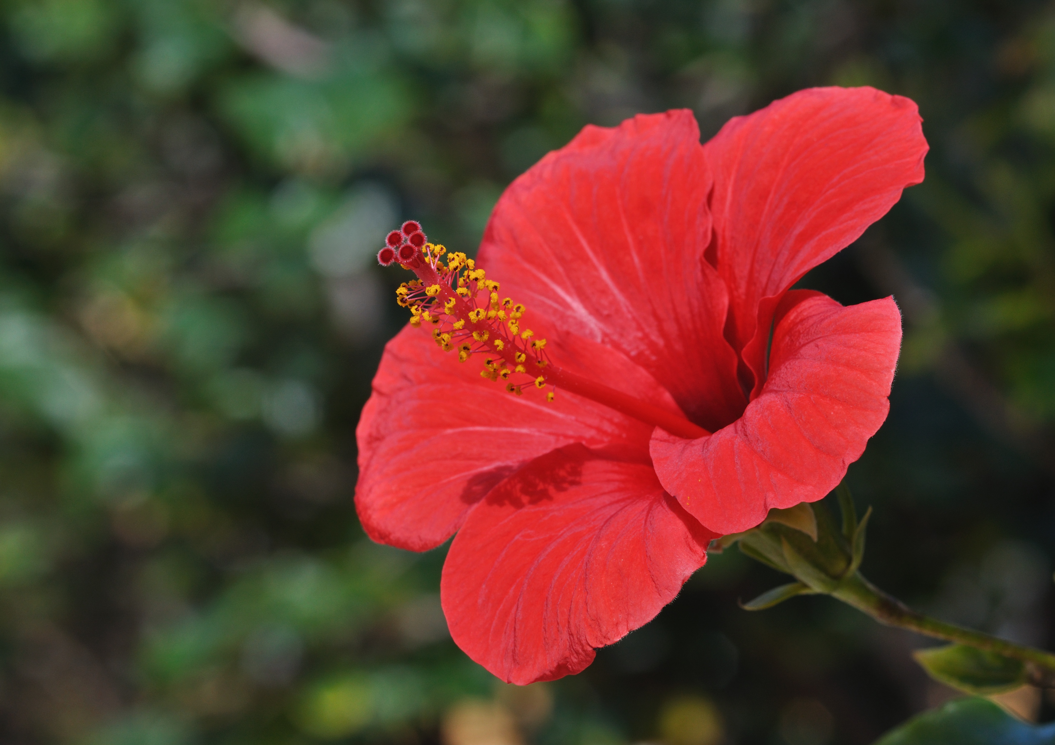 Hibiscus Rose Mallow A To Z Flowers