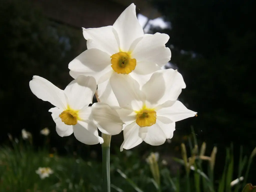 Narcissus Daffodil A To Z Flowers