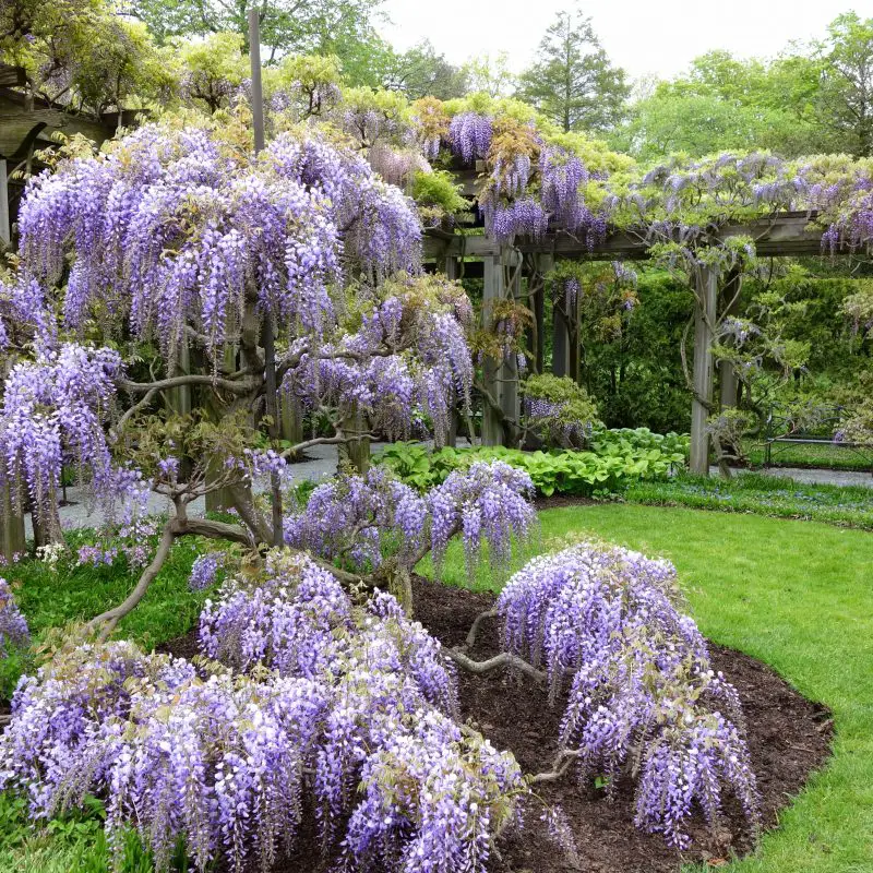 Wisteria