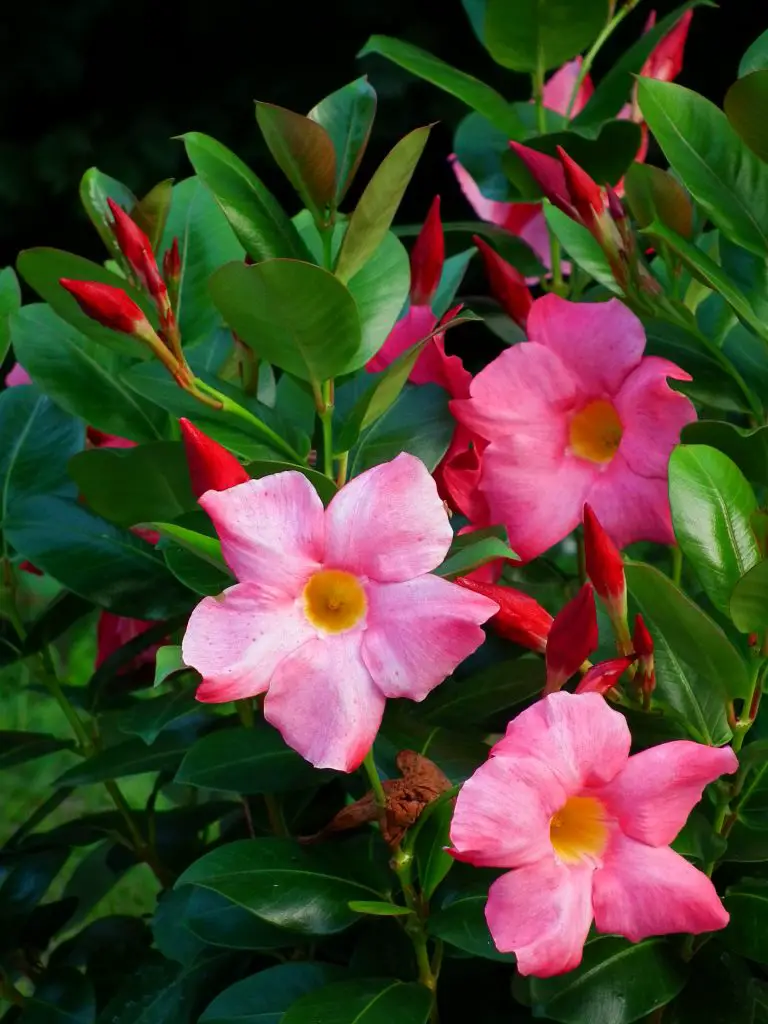 Mandevilla (Dipladenia; Rocktrumpet) | A to Z Flowers