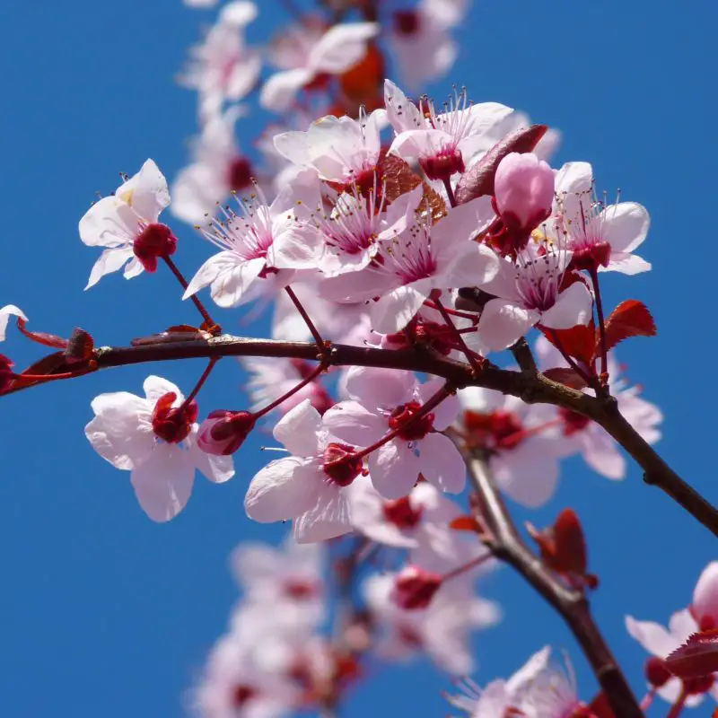 Prunus