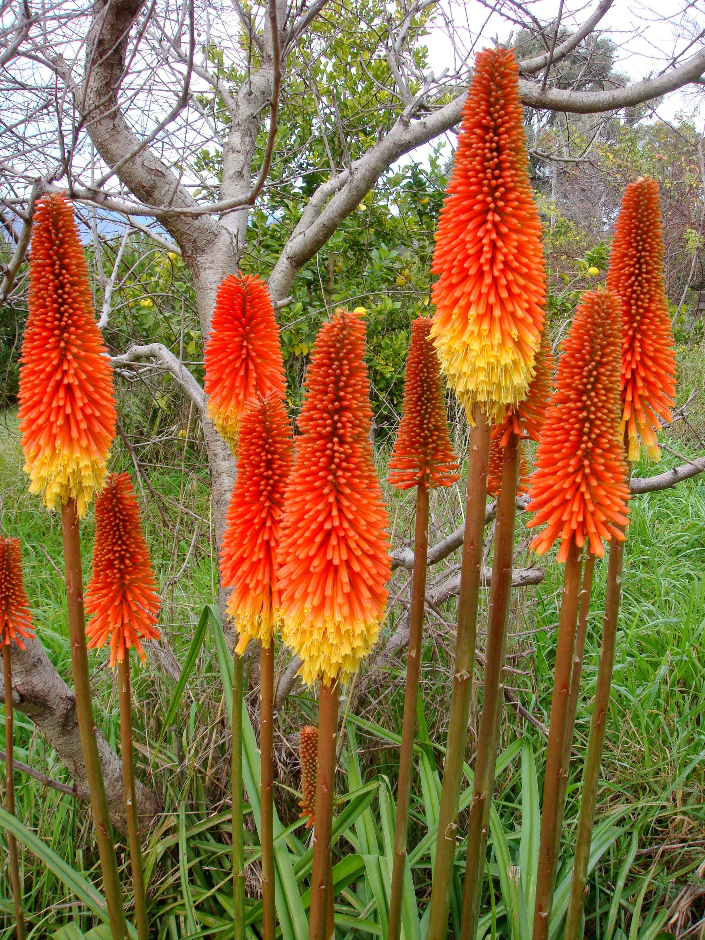 Kniphofia Red Hot Pokers Torch Lily Tritoma A To Z Flowers