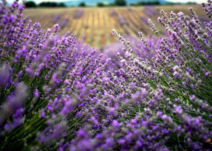 Lavandula (Lavender) – A to Z Flowers