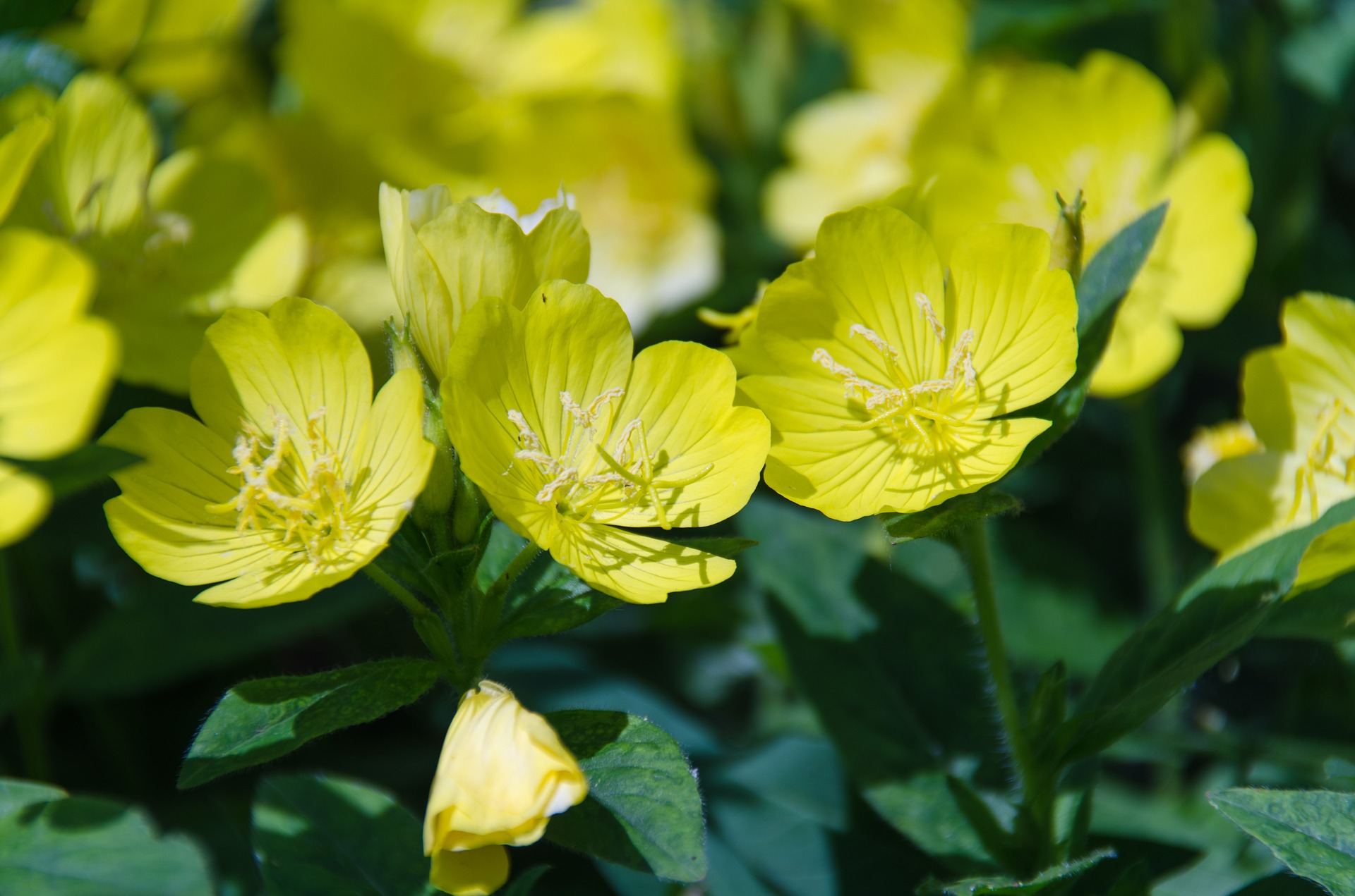 Oenothera (Oenothera) A to Z Flowers