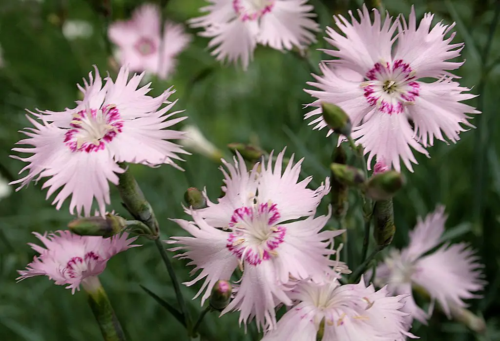 Dianthus Carnation Pink Sweet William A To Z Flowers