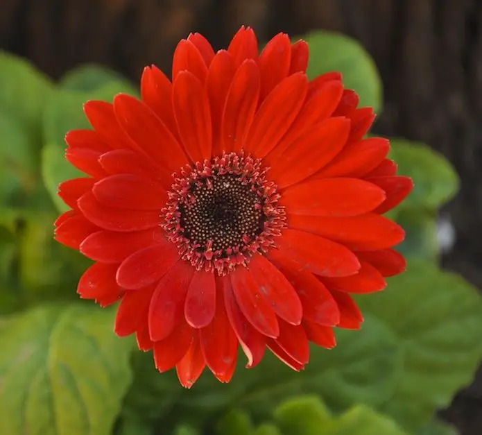 Gerbera Gerbera A To Z Flowers