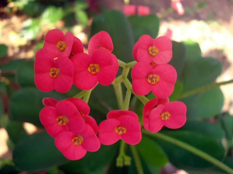 Euphorbia (Spurge) - Interesting Facts and Meaning – A to Z Flowers