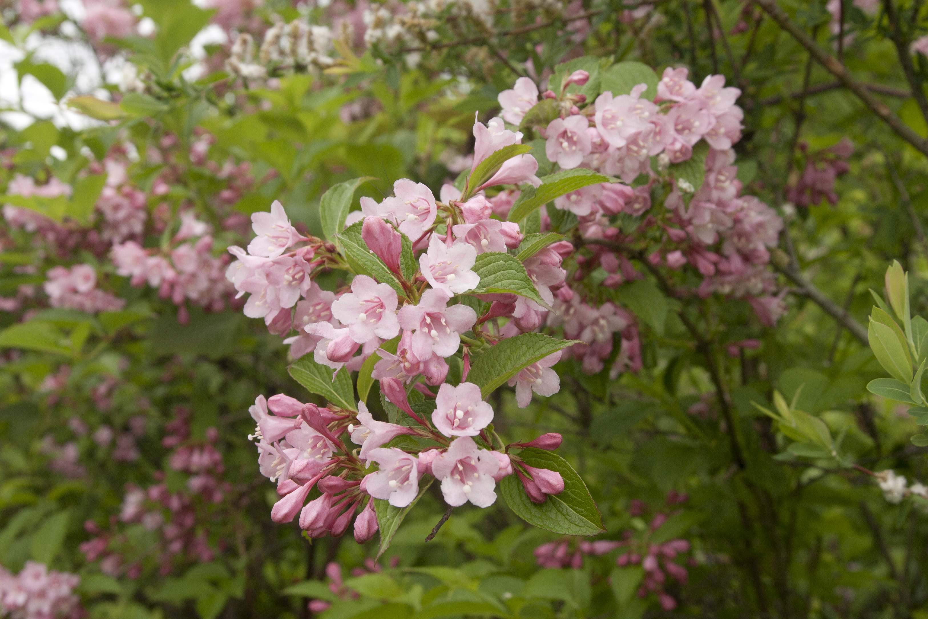 Weigela (Weigela) – A To Z Flowers