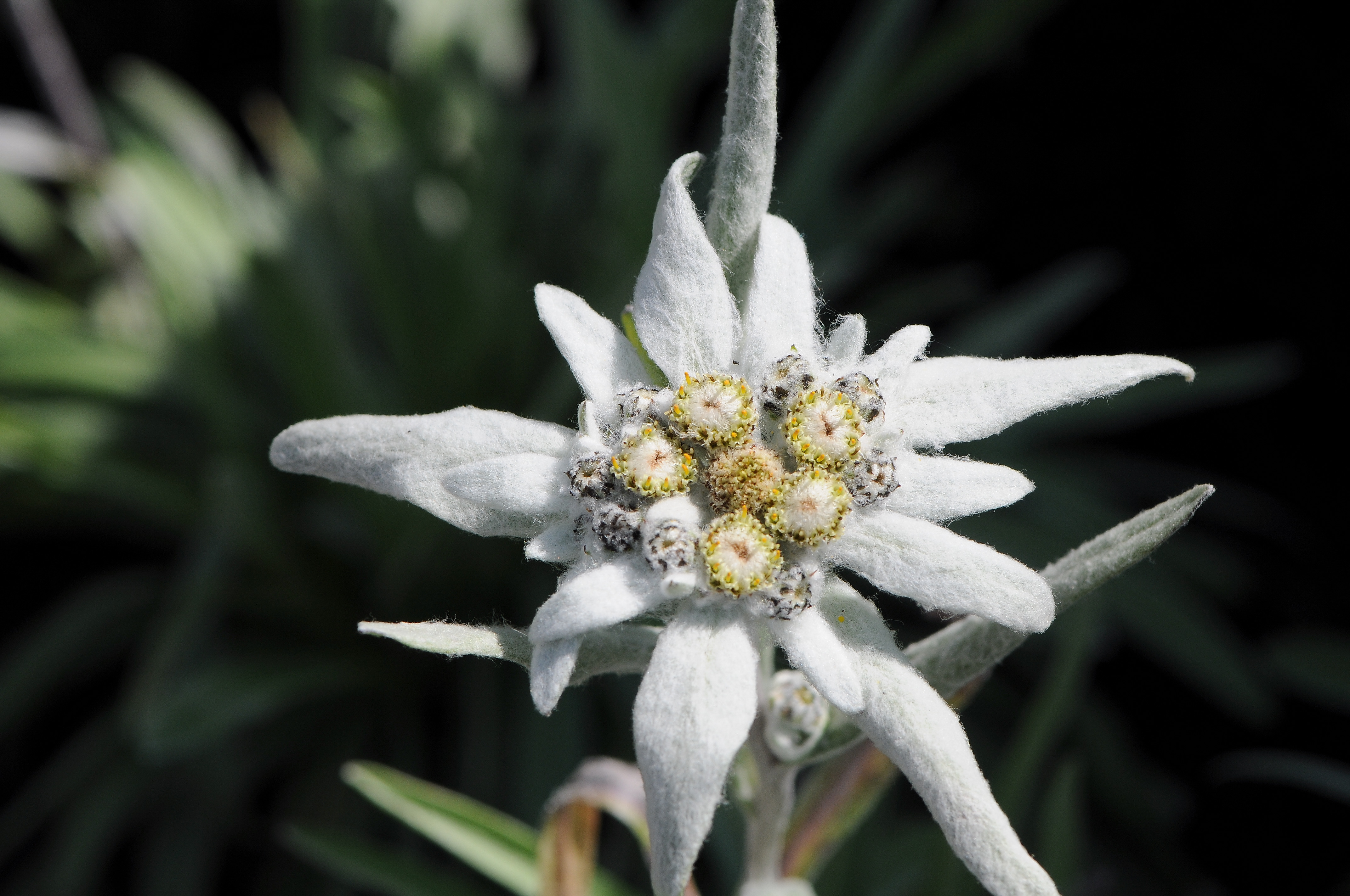 Leontopodium Edelweiss A To Z Flowers