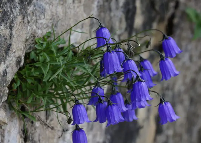 Campanula (Bellflower)