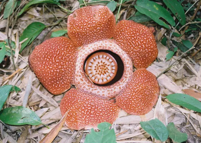 Rafflesia (Rafflesia)