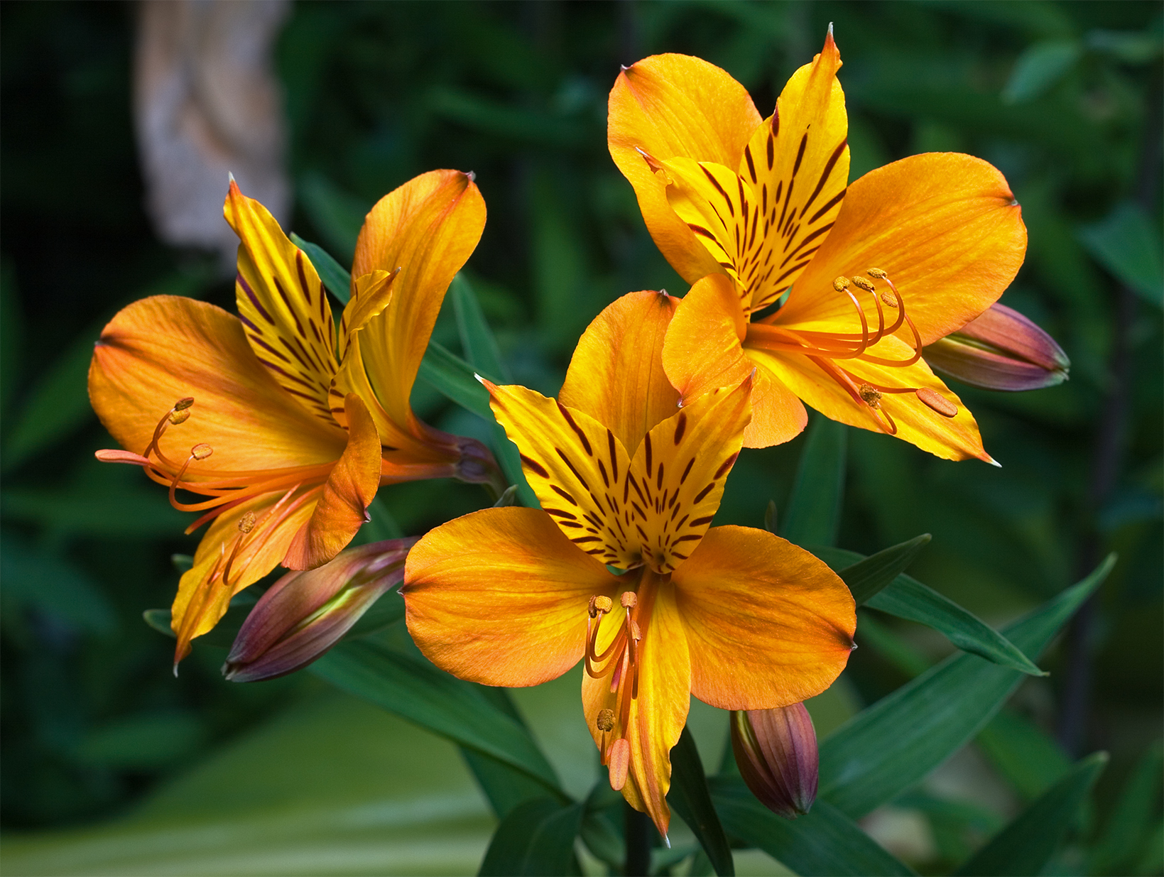 Alstroemeria Aurea