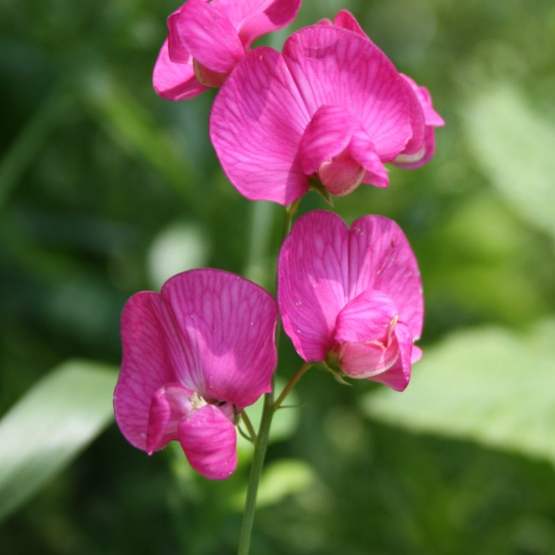 Lathyrus_tuberosus_bgiu-800x800.jpg