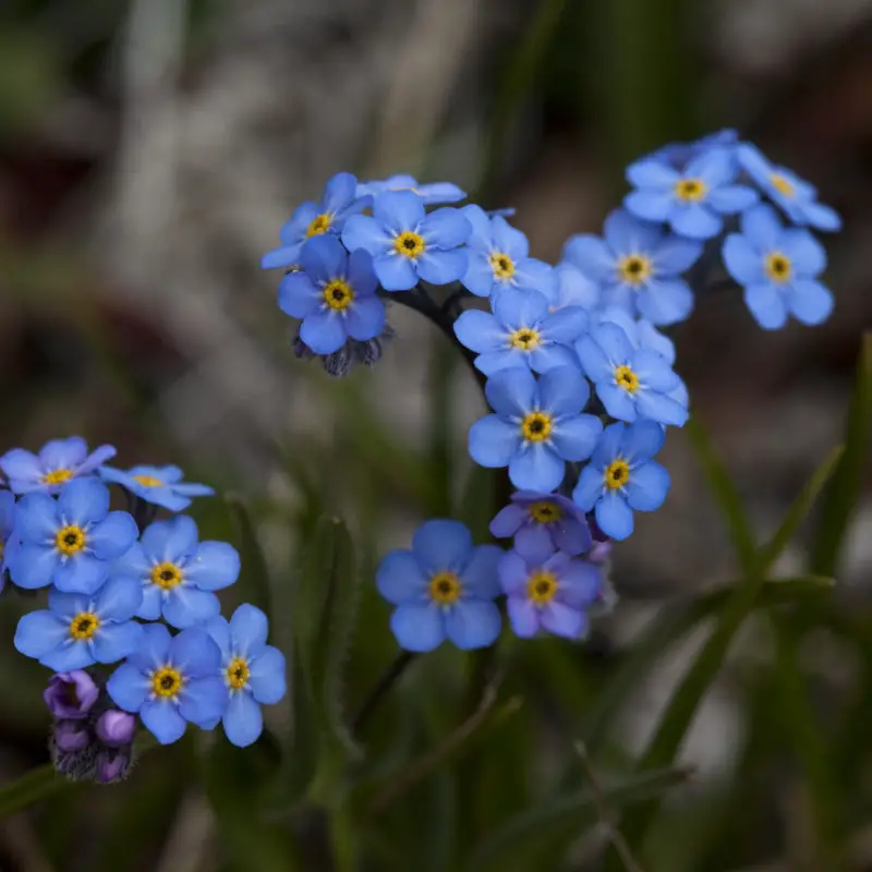 Flowers That Symbolize Remembrance A To Z Flowers