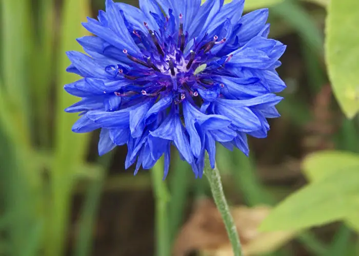 Cornflower (Centaurea) - Meaning, Symbolism and Uses – A to Z Flowers