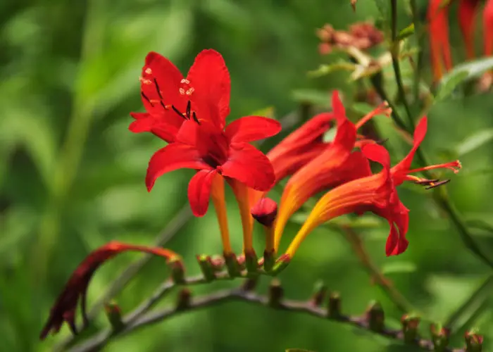 Crocosmia (Montbretia) – A to Z Flowers