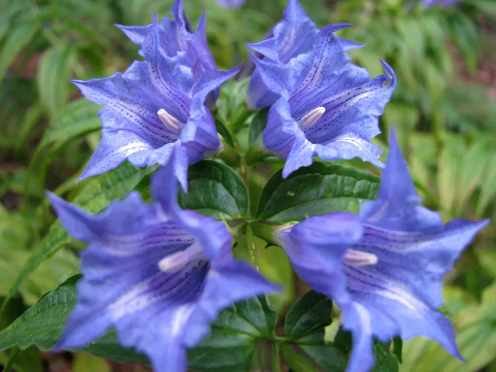 Gentiana (Gentian) – A to Z Flowers