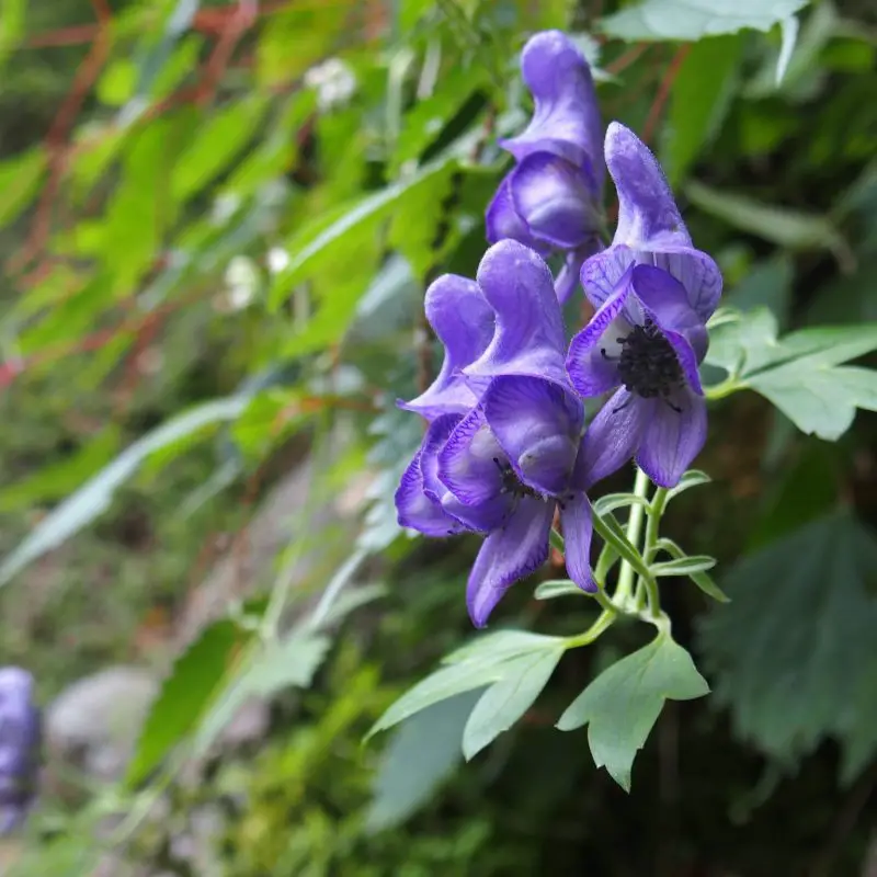 Aconitum