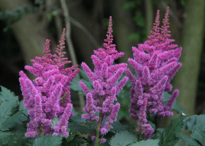 Astilbe (False Goat