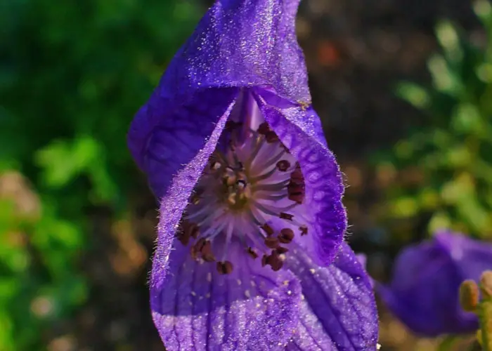 wolfsbane flower