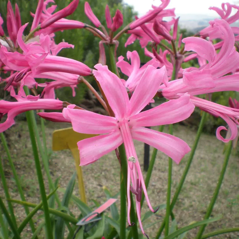 Flowers that symbolize Freedom A to Z Flowers