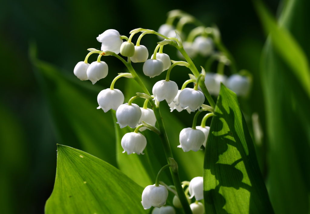 Convallaria (Lily of the Valley) – A to Z Flowers