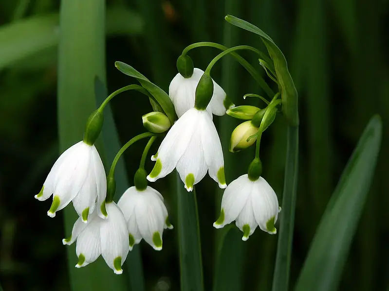 Leucojum Snowflake Flower Facts And Meaning A To Z Flowers