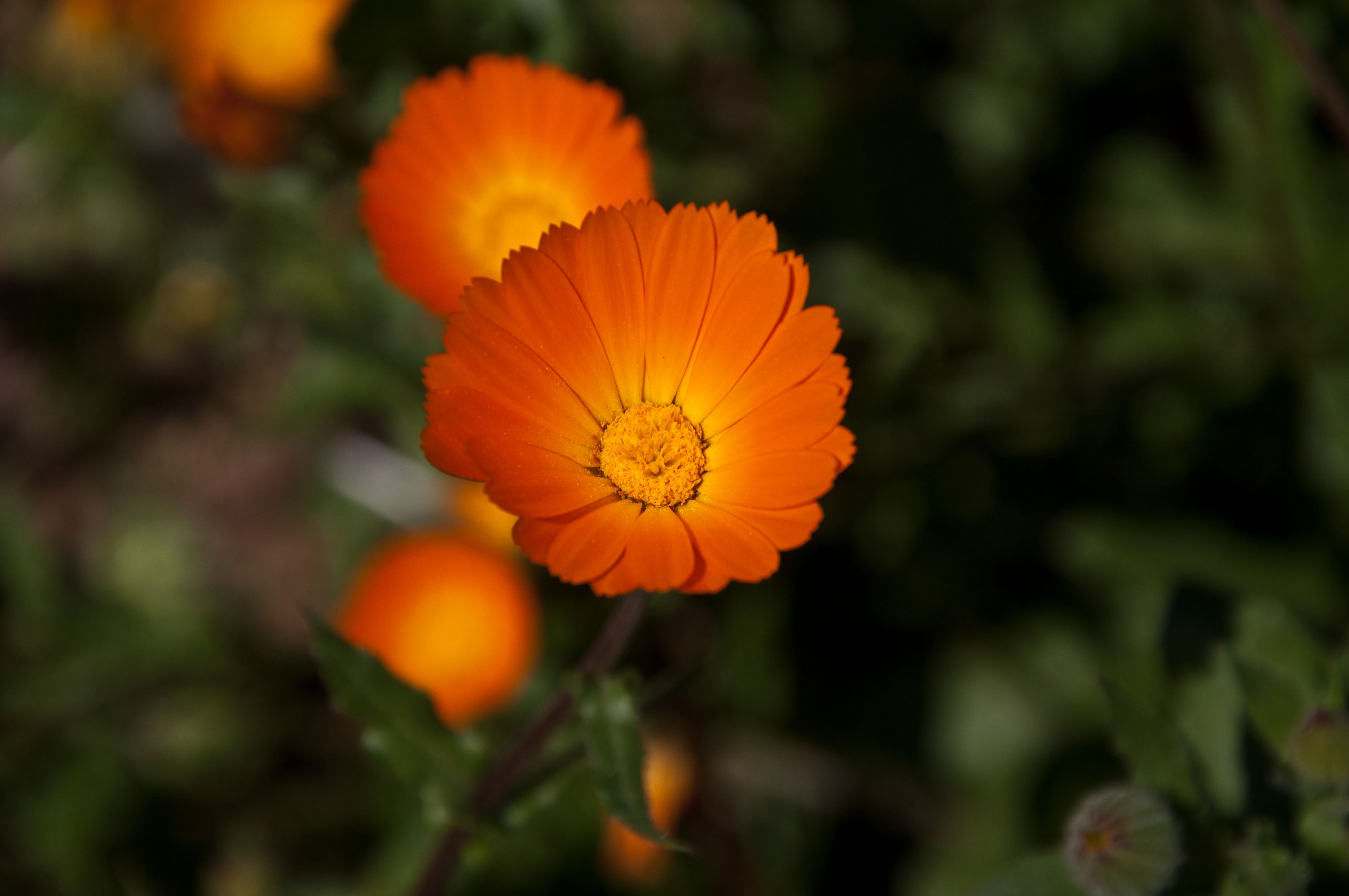 Calendula (Marigold) – A to Z Flowers