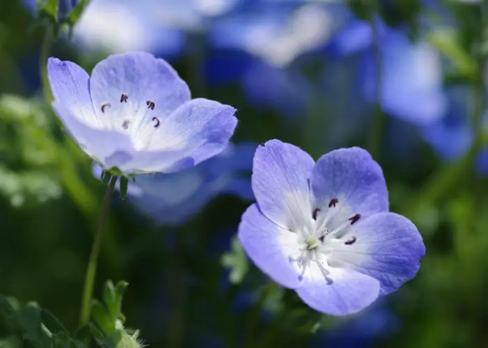 Nemophila (Baby Blue Eyes)