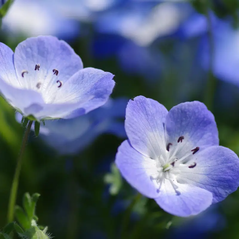 Flowers that symbolize Victory A to Z Flowers