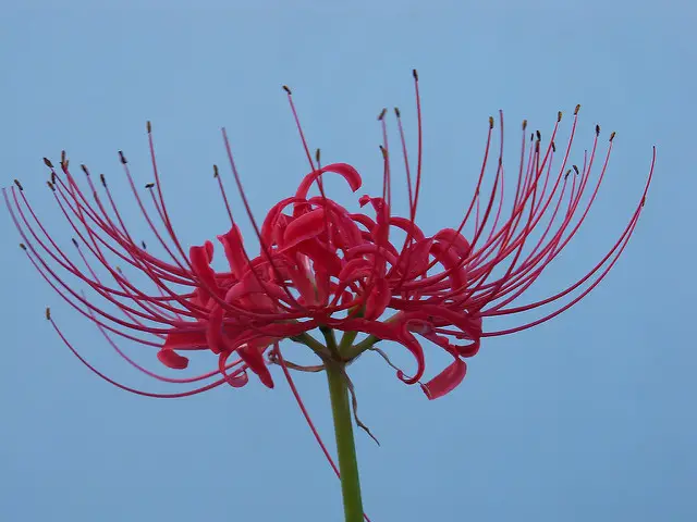 Red Spider Lily Lycoris Facts Meaning And Symbolism A To Z Flowers