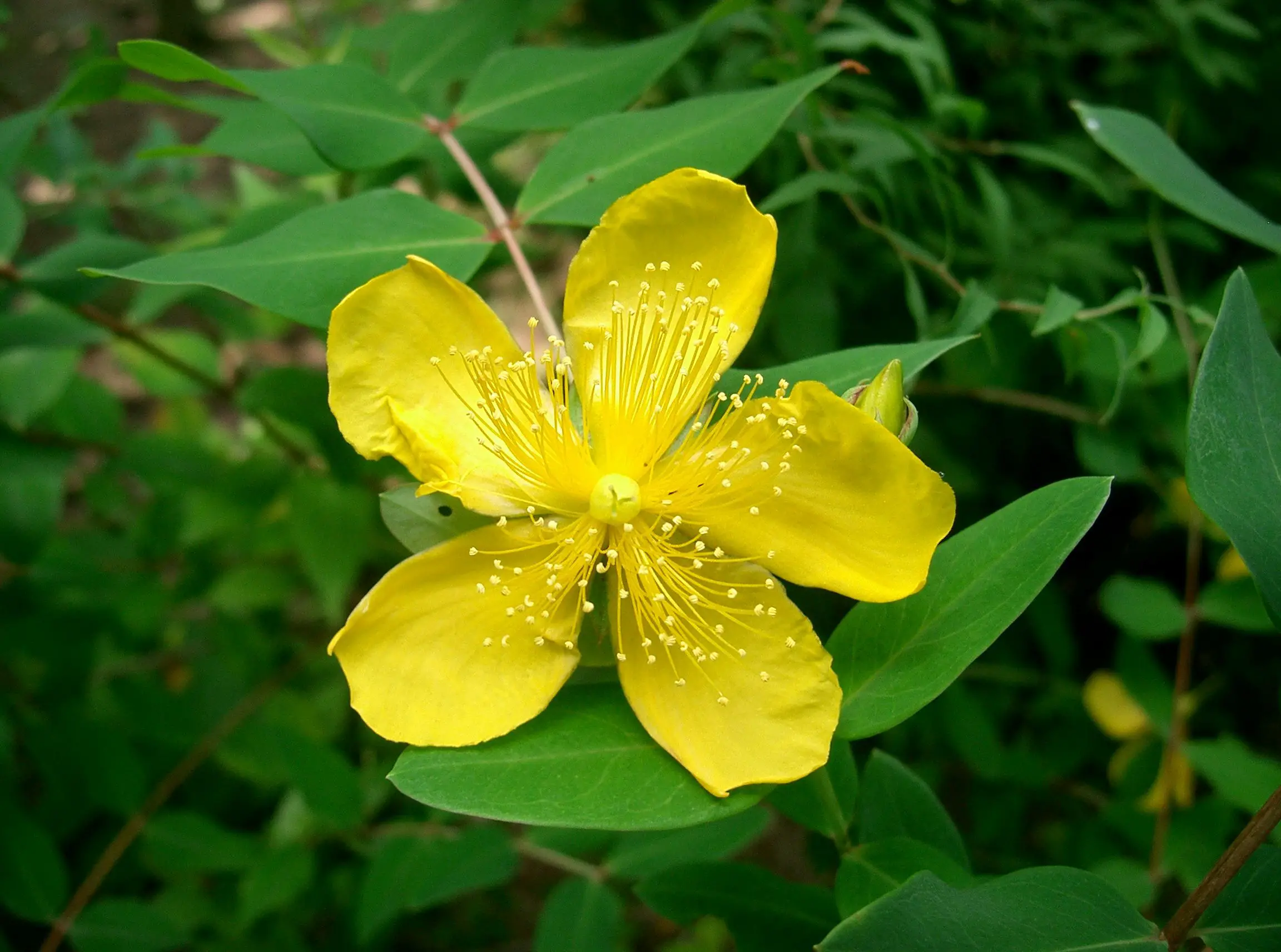 Hypericum-a flower with unusual medicinal properties