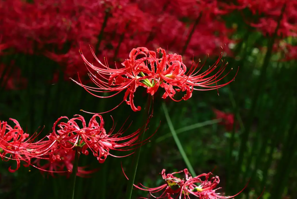 Red Spider Lily Lycoris Facts Meaning And Symbolism A To Z Flowers