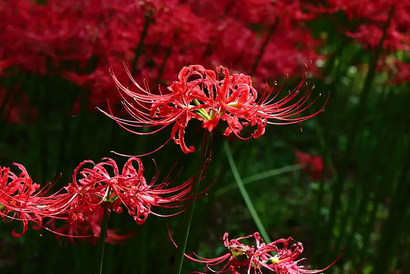 Red Spider Lily (Lycoris) - Facts, Meaning and Symbolism – A to Z Flowers