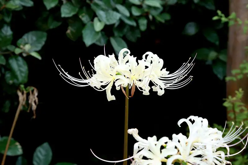 White Spider Lily Flower Meaning Best Flower Site