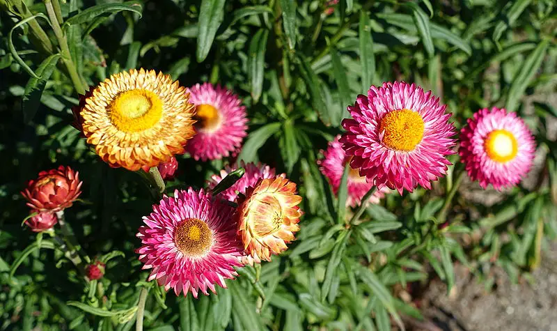 Xerochrysum (Xerochrysum) – A to Z Flowers