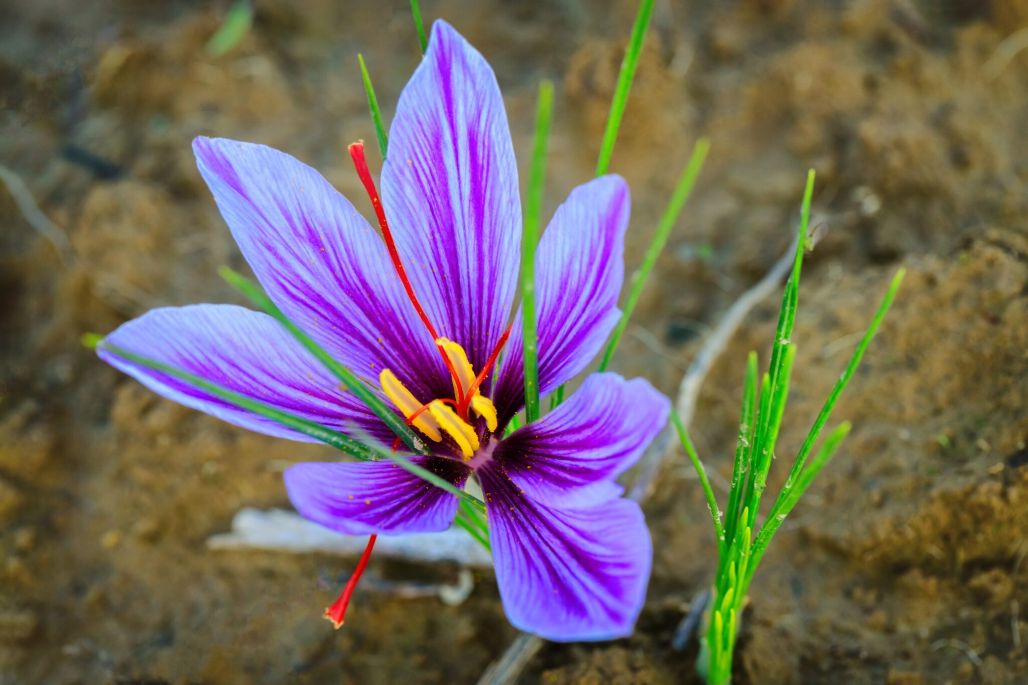 Crocus Flower Meaning and Symbolism – A to Z Flowers