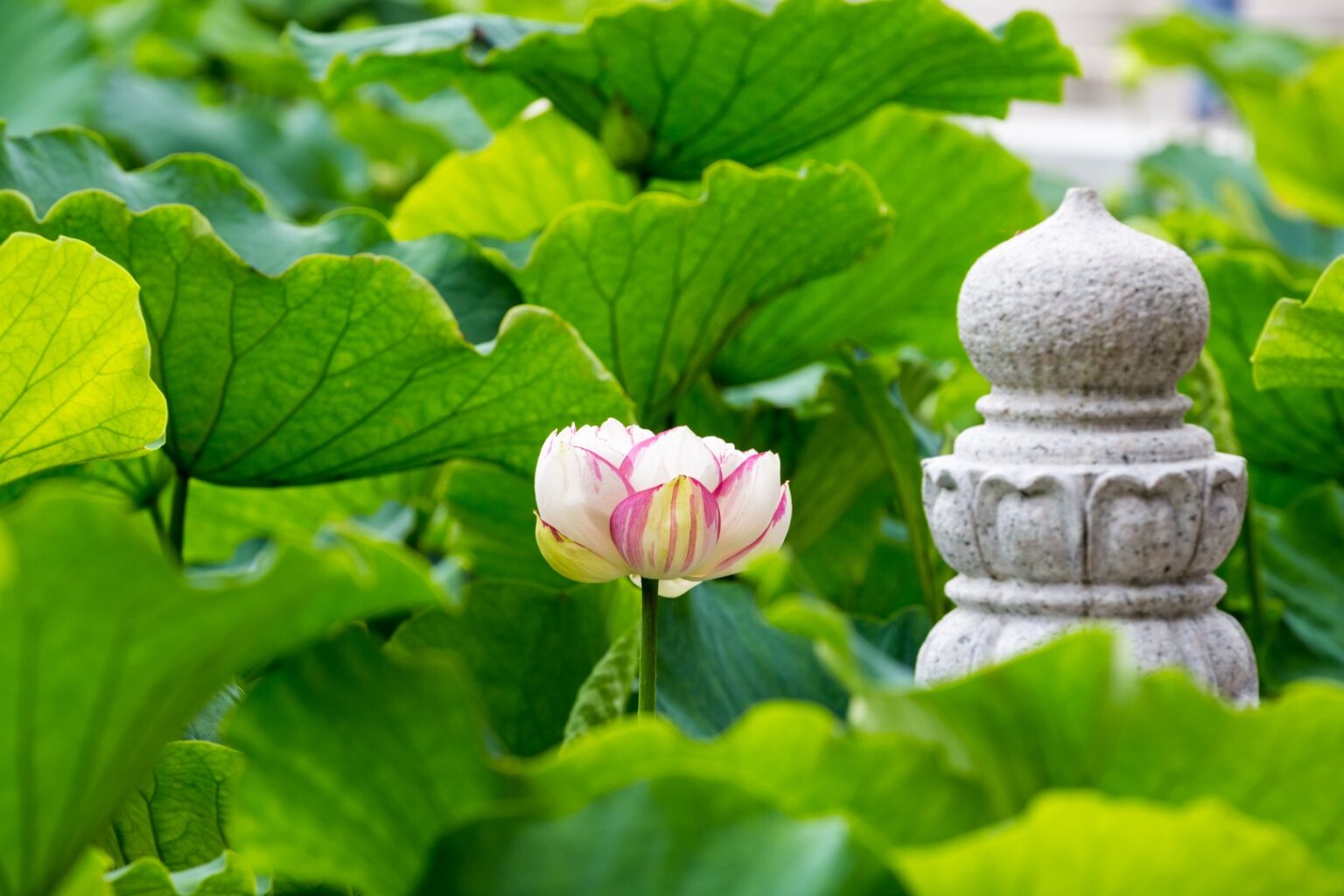 lotus-flower-meaning-and-symbolism-a-to-z-flowers