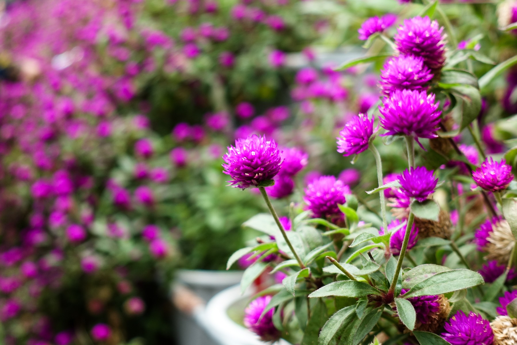 Gomphrena Gomphrena A To Z Flowers