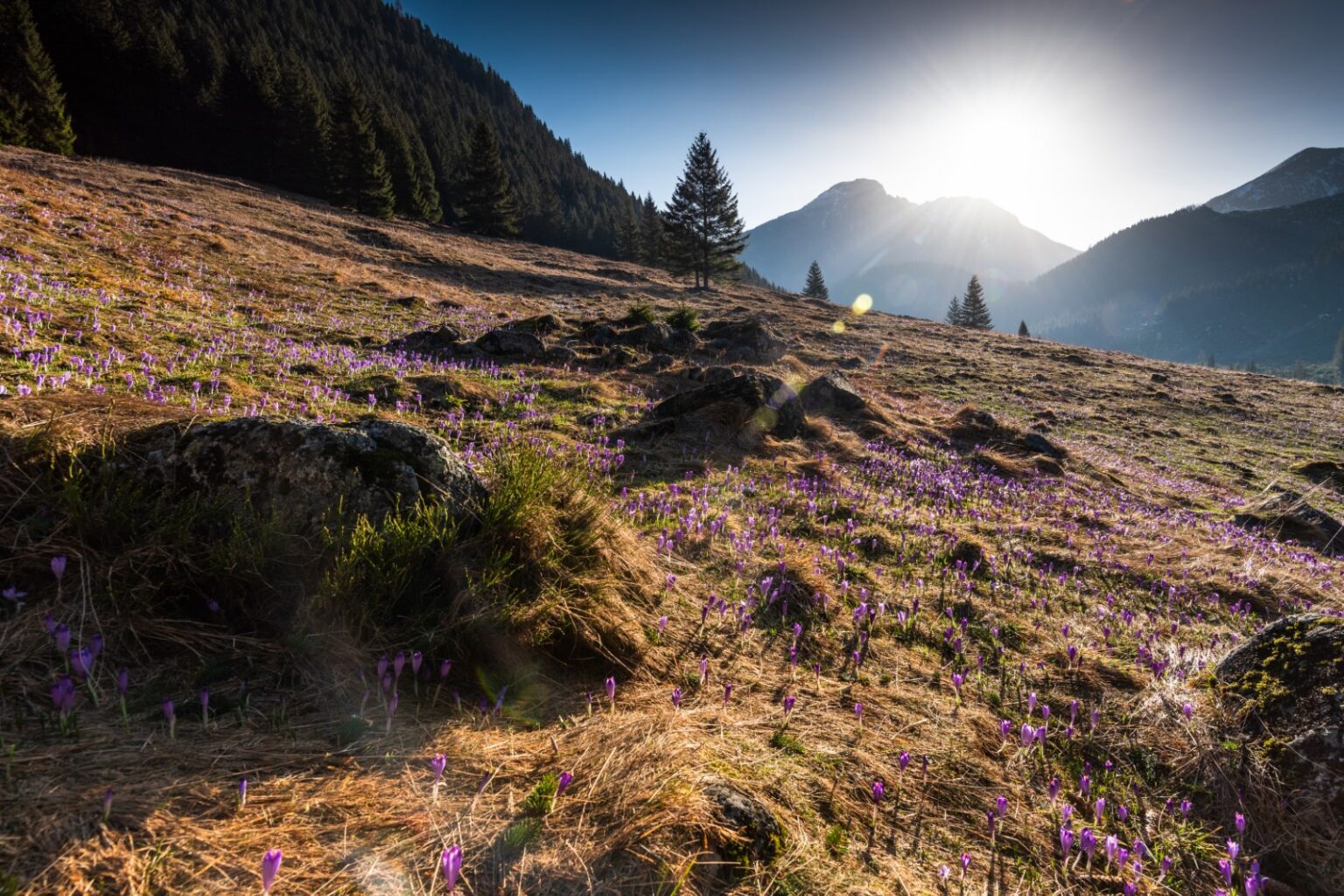 Crocus Flower Meaning and Symbolism – A to Z Flowers