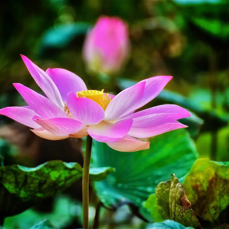 Nelumbo (Lotus) - Interesting Facts and Meaning – A to Z Flowers