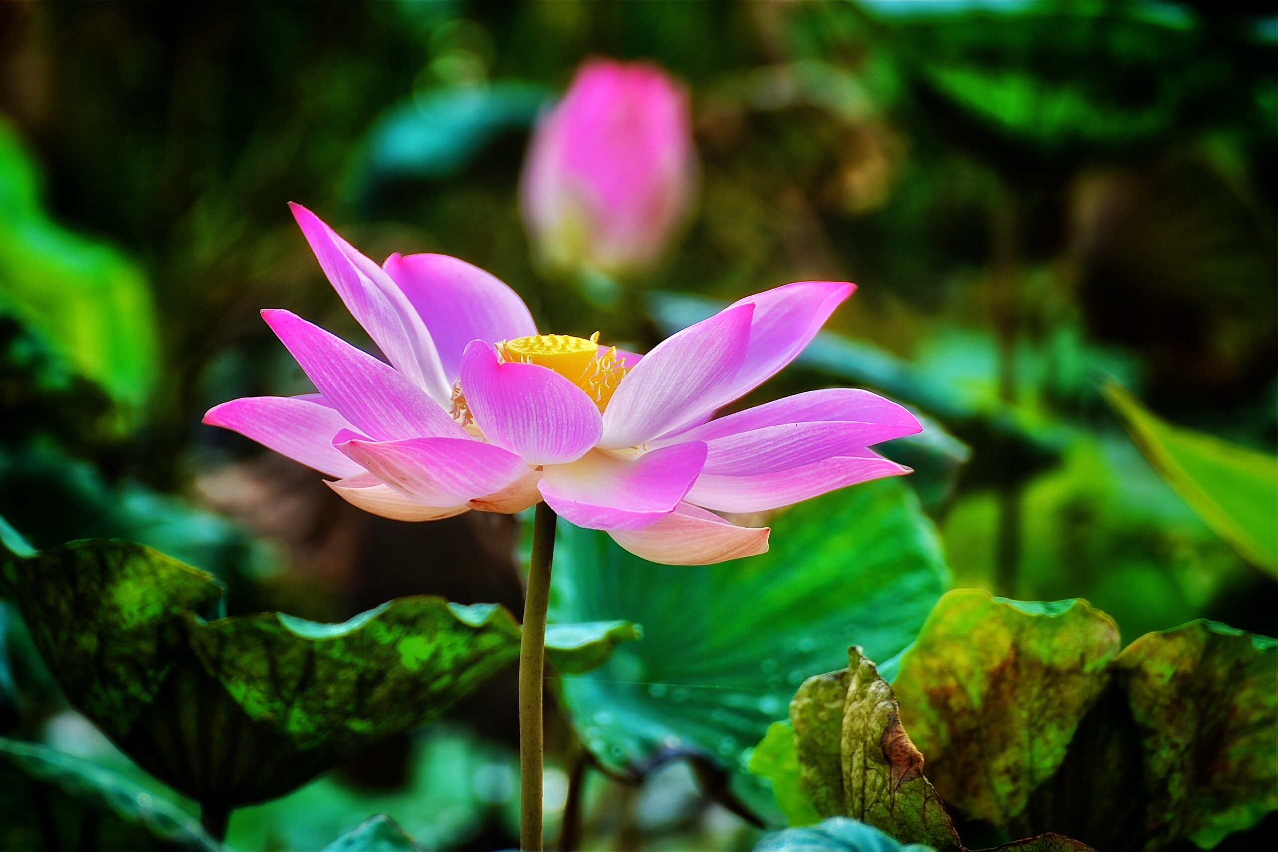 Lotus Flower Meaning And Symbolism A To Z Flowers