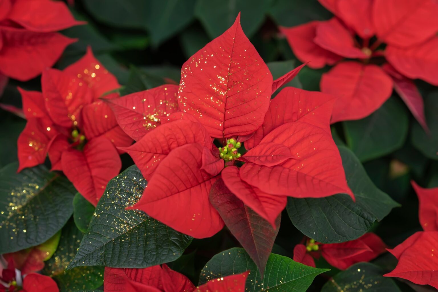 How Did The Poinsettia Become Associated With Christmas – A To Z Flowers