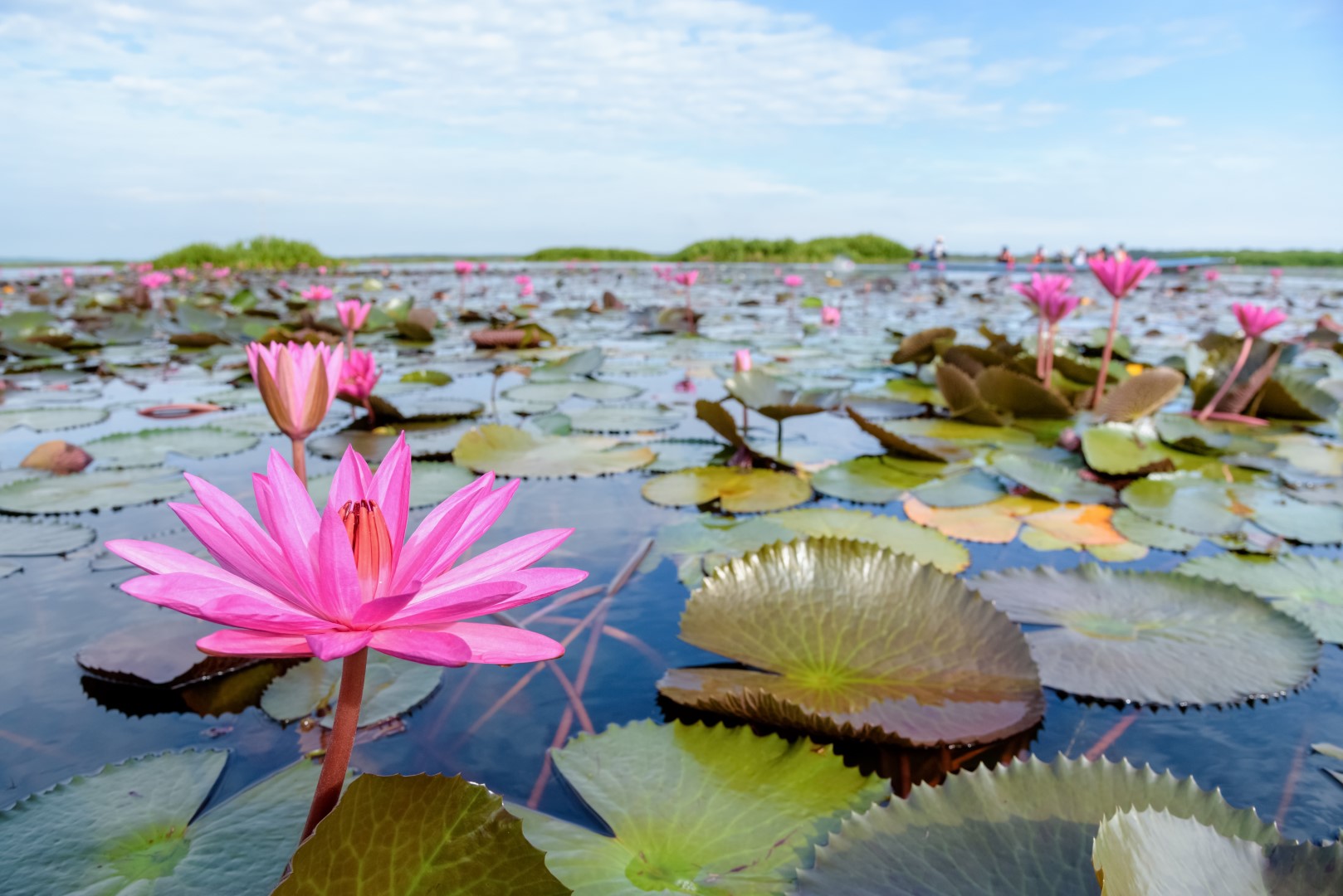 Lotus Flower Meaning and Symbolism – A to Z Flowers