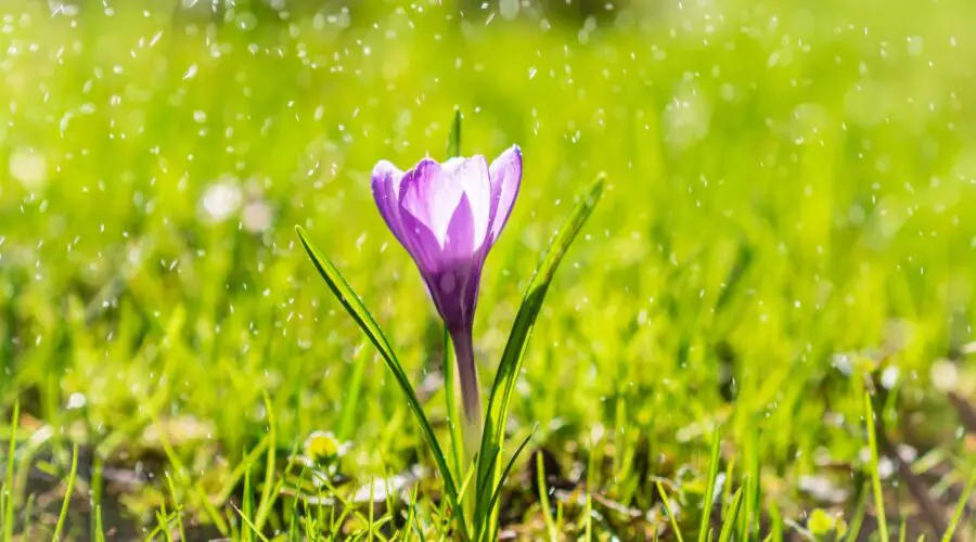 Crocus Flower Meaning and Symbolism