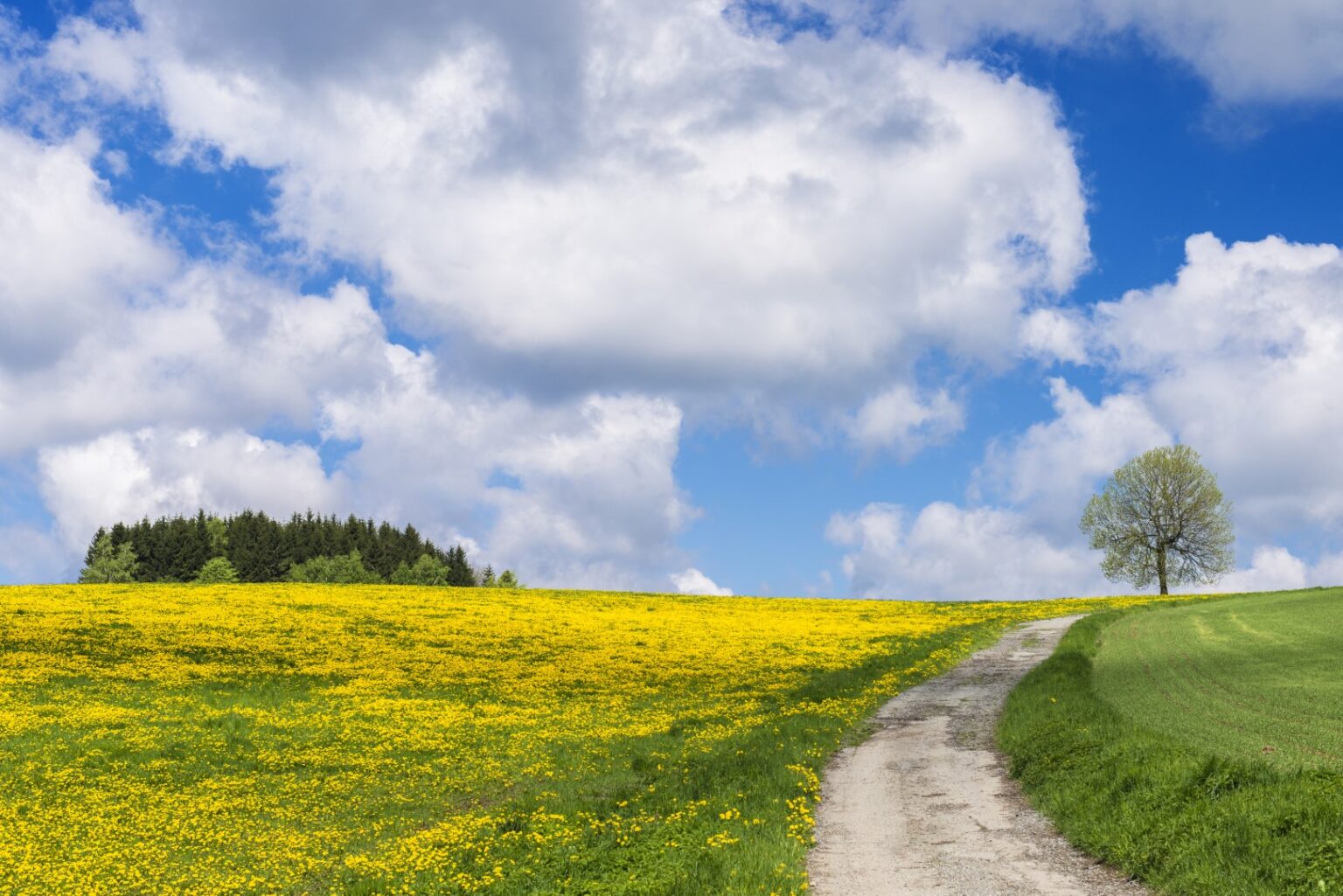 What Does Dandelions Represent