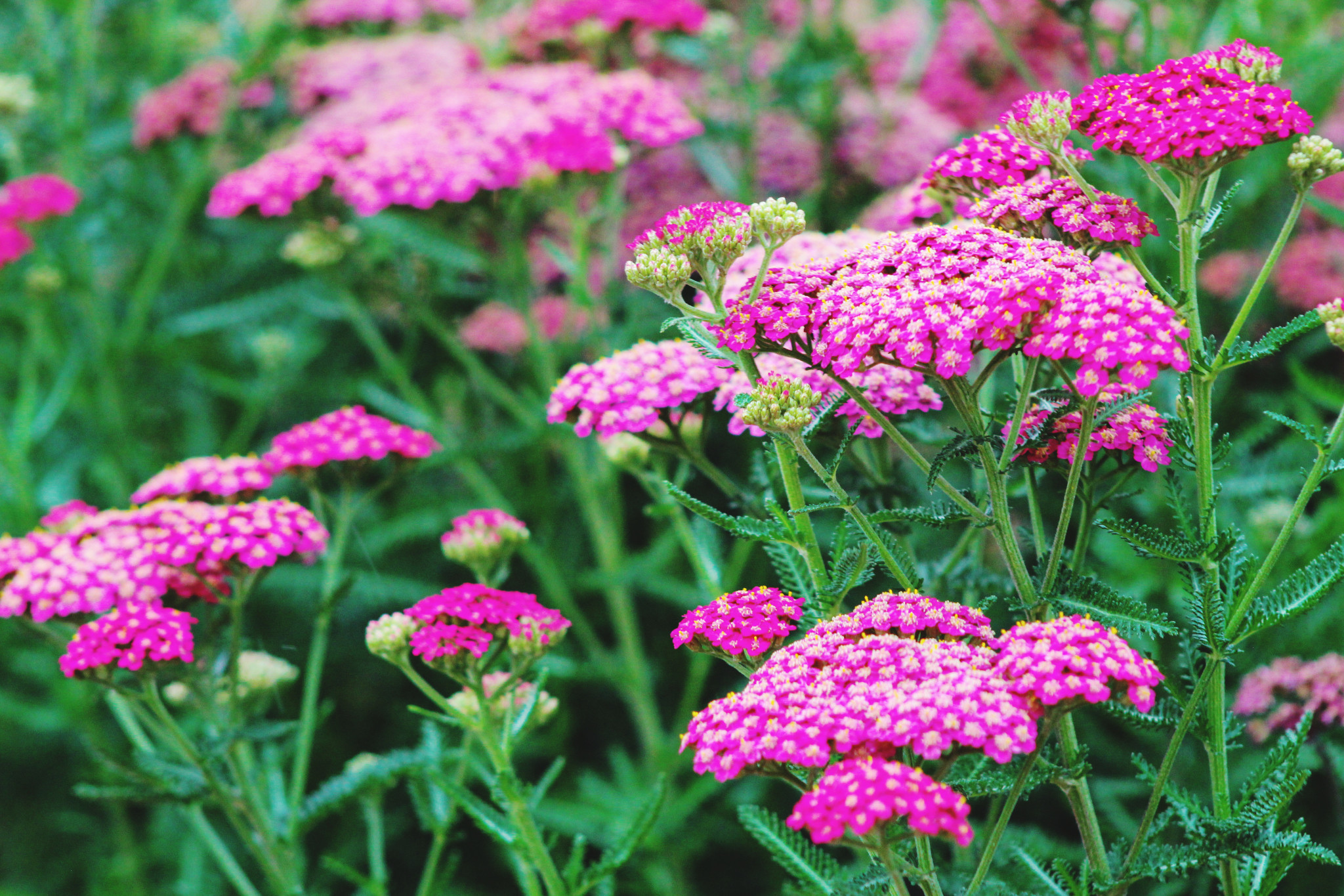 The Healing Powers and Symbolism of Yarrow A to Z Flowers