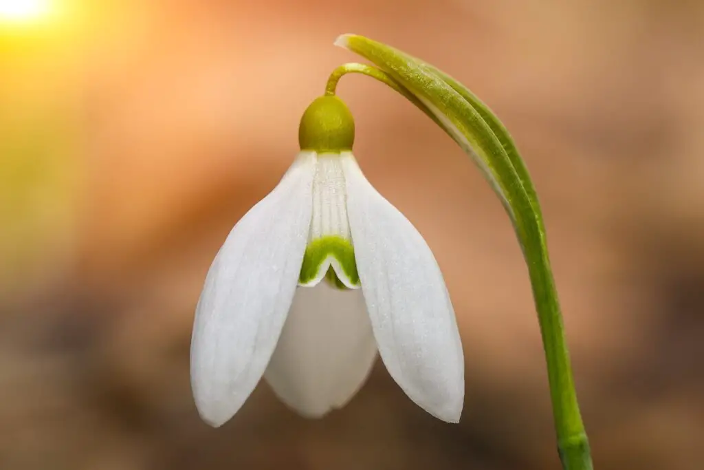 snowdrop-flowers-how-to-plant-and-care-for-snowdrops